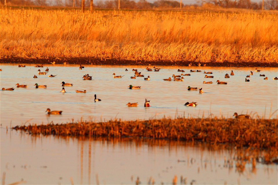 Spring Waterfowl Migration Huron Wetland Management District