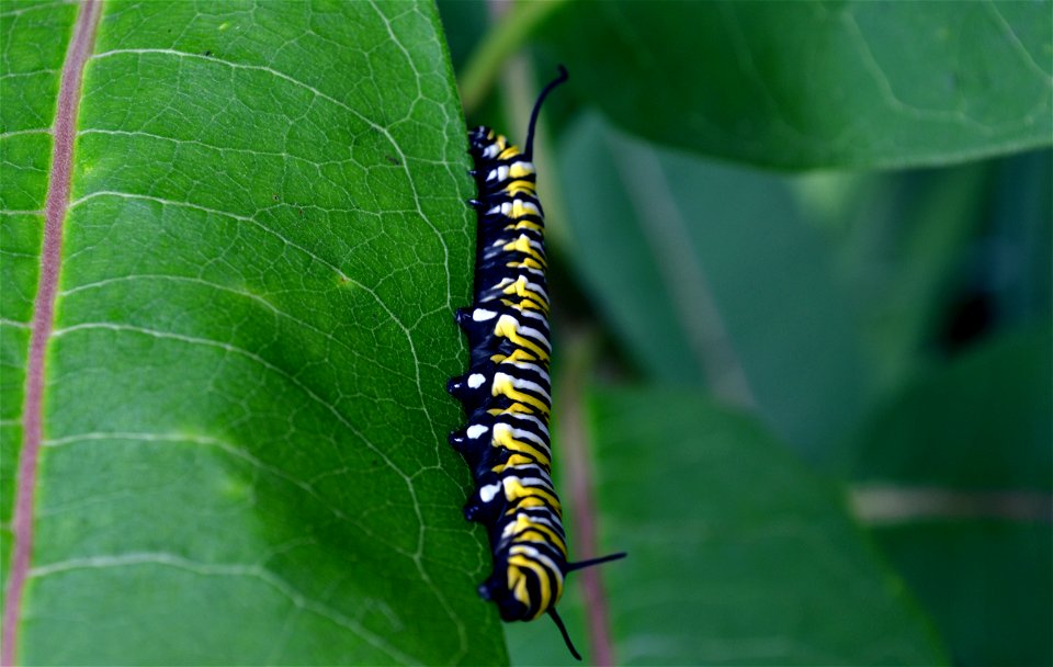 Monarch caterpillar on common milkweed in Minnesota