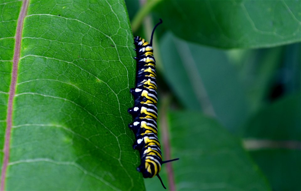 Monarch caterpillar on common milkweed in Minnesota photo