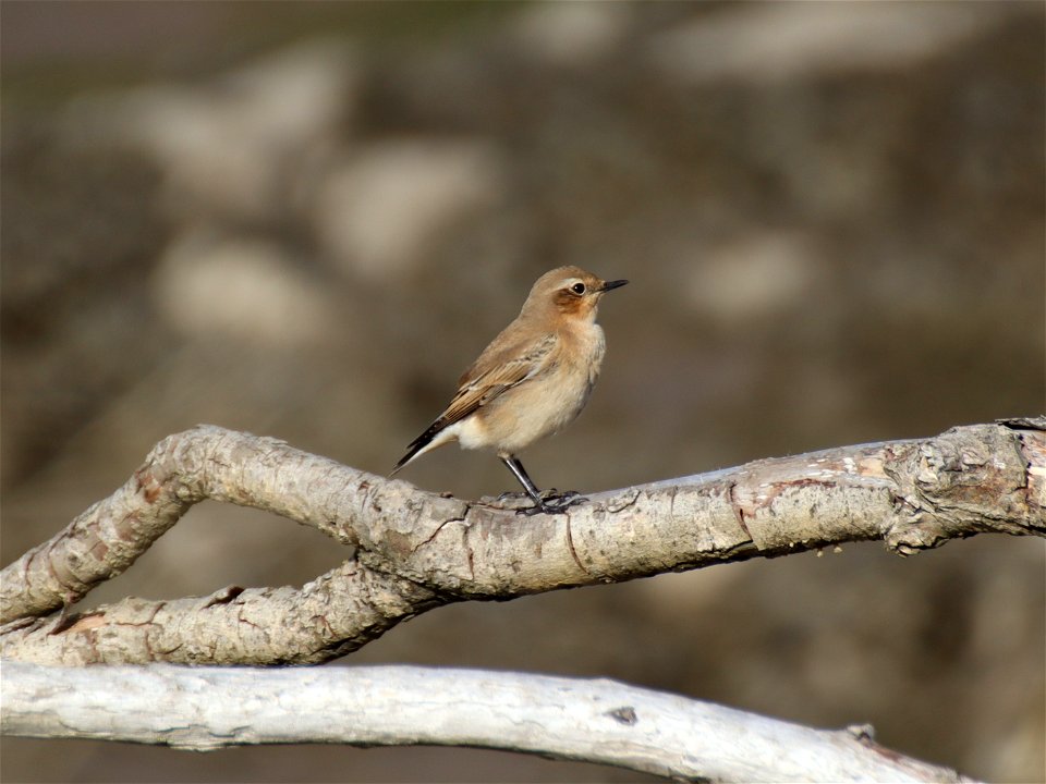 Wheatear f photo