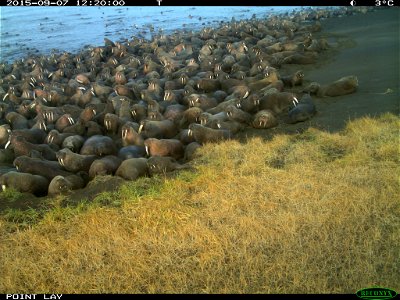 Pacific walruses resting on shore photo