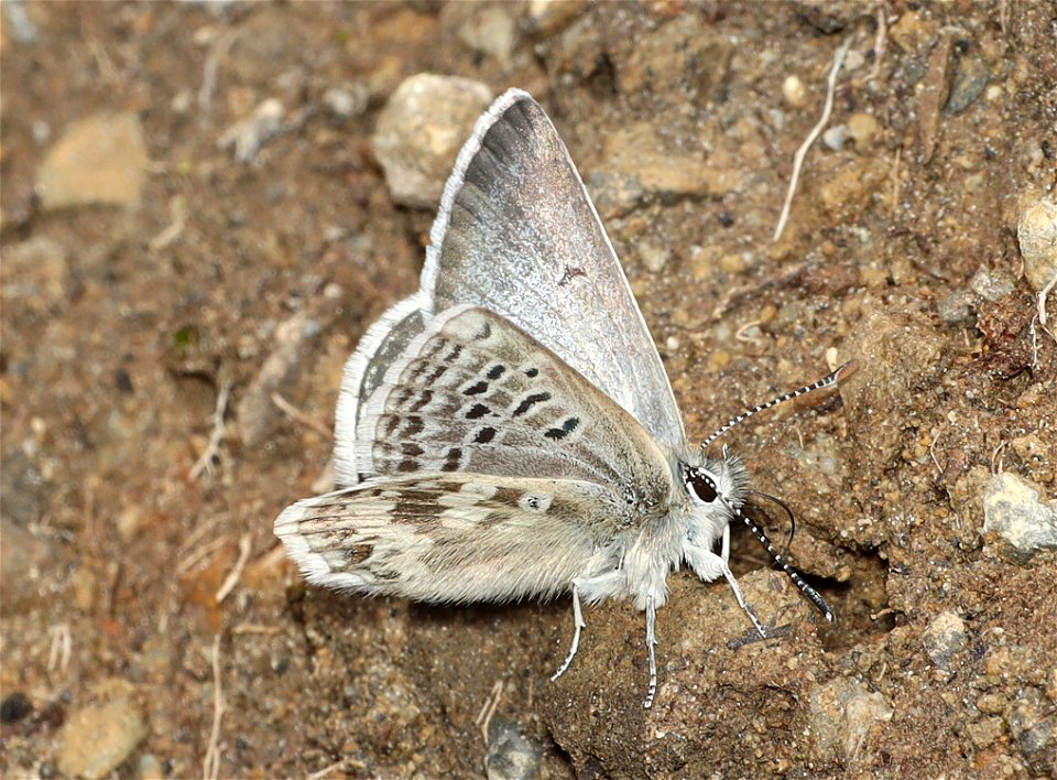 BLUE, ARCTIC (Agriedes glandon) (07-17-2022) hart pass-slate peak, okanogan co, wa -02