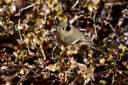 Ruby-crowned Kinglet