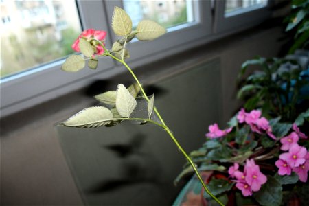 trandaf_rosumic2012_0420_054643