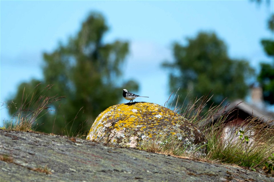 Sädesärla (Motacilla alba)