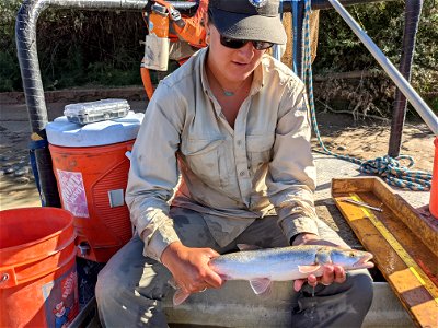 Colorado Pikeminnow photo