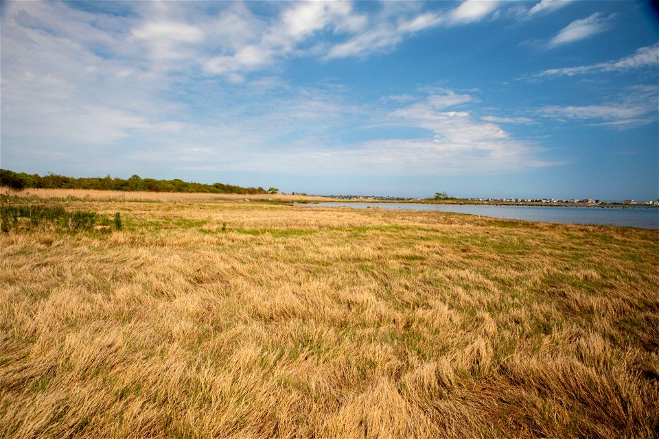 Salt marsh at Audubon Lathrop Wildlife Refuge
