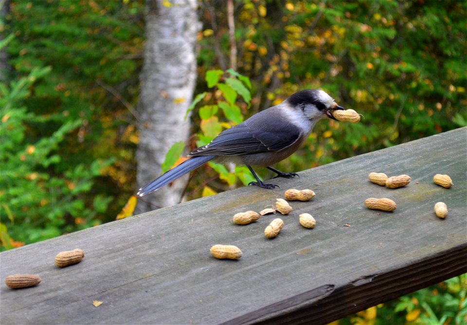 Anything for a nut