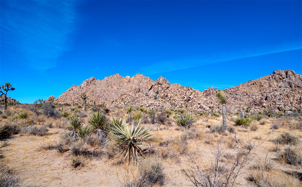 Joshua Tree National Park