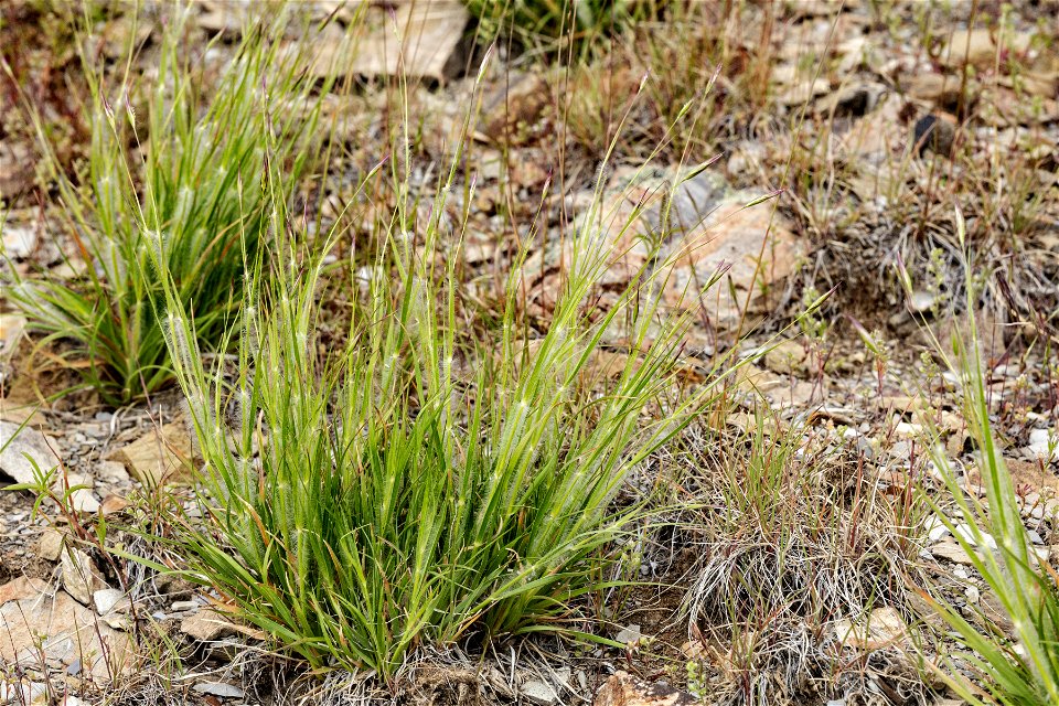 Danthonia unispicata