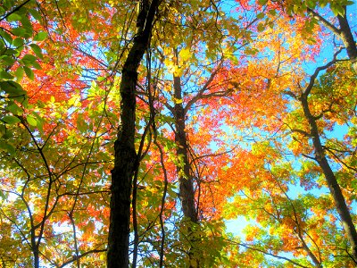 fall colours 9