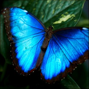 Blue Morpho (Morpho peleides) with unfolded wings photo