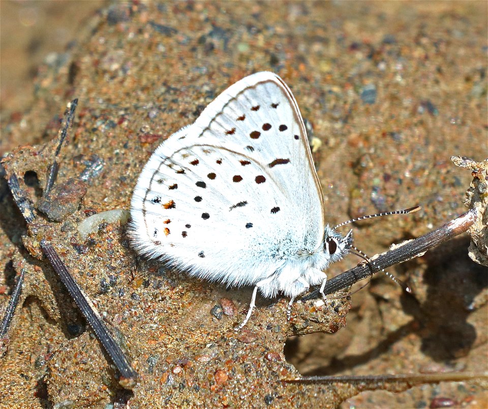 BLUE, GREENISH (Plebejus saepiolus) (6-1-2021) low divide road, del norte co, ca -04