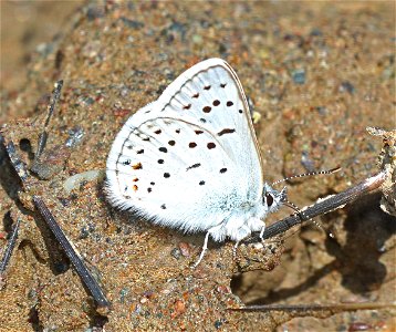 BLUE, GREENISH (Plebejus saepiolus) (6-1-2021) low divide road, del norte co, ca -04