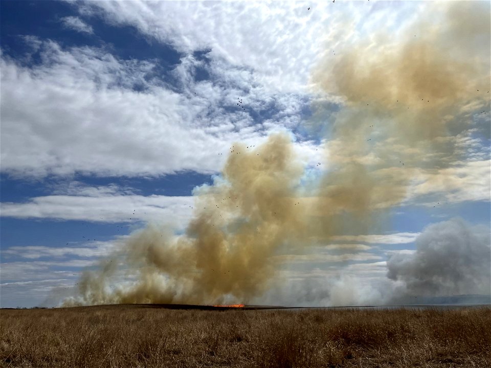 Birds and Prescribed Burn Lake Andes Wetland Management District South Dakota photo