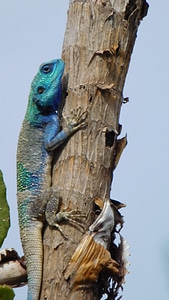 Lizard animal perch photo