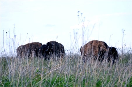 Bison at Neal Smith National Wildlife Refuge photo