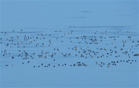 Brant at Izembek Lagoon photo