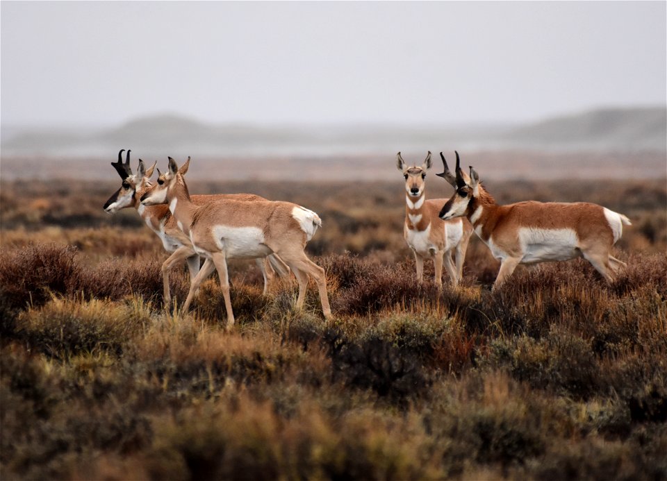 Pronghorn at Seedskadee National Wildlife Refuge
