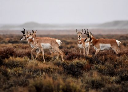Pronghorn at Seedskadee National Wildlife Refuge