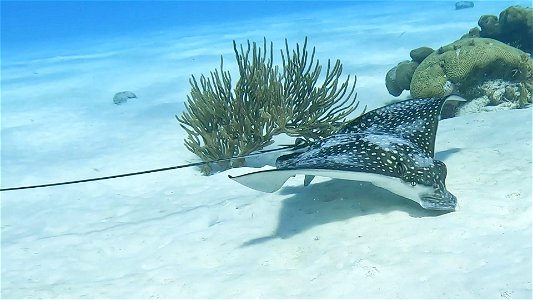 Landing Eagle Ray Invisibles Bonaire.
