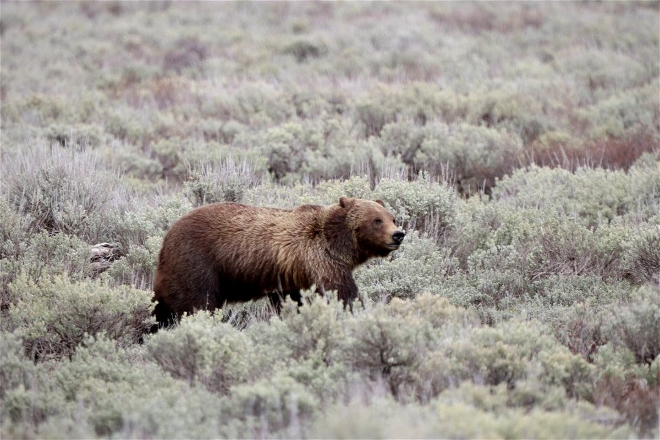 Grizzly Bear in Sagebrush