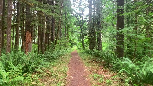 Beaver Lake Trail, Mt. Baker-Snoqualmie National Forest. Video by Sydney Corral July 7, 2021 photo