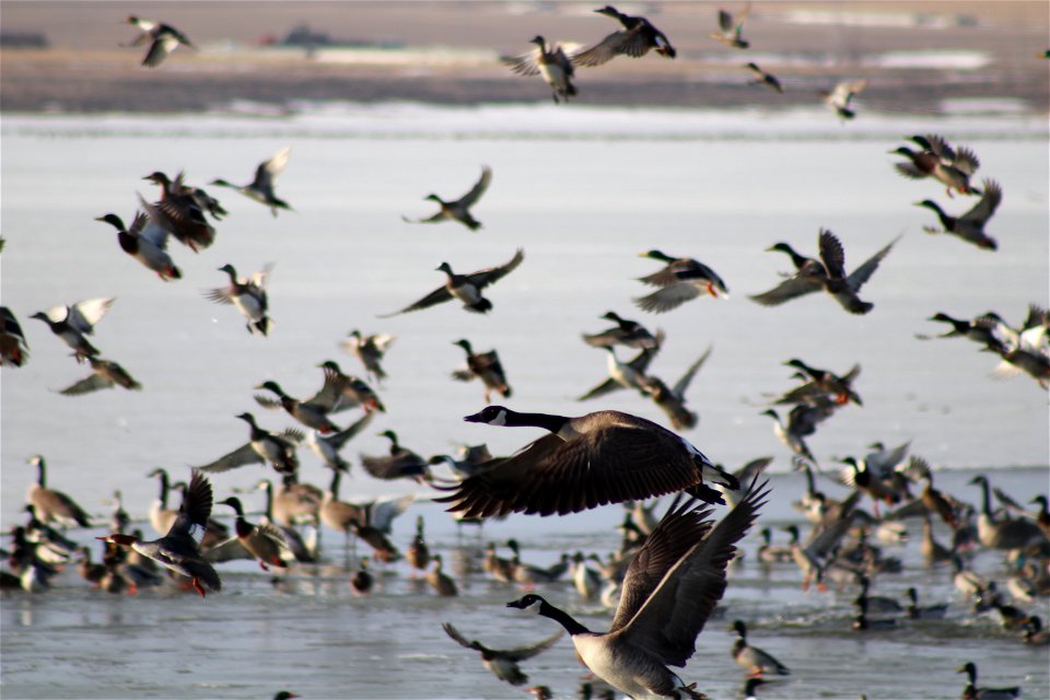 Waterfowl in Flight Lake Andes National Wildlife Refuge South Dakota