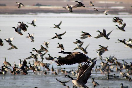 Waterfowl in Flight Lake Andes National Wildlife Refuge South Dakota photo