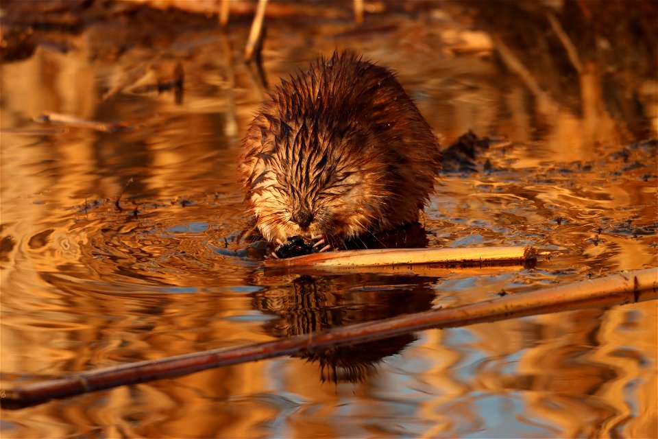 Muskrat Huron Wetland Management District photo