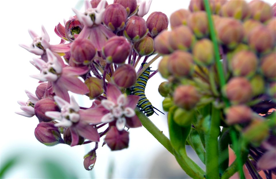 Monarch Caterpillar on Common Milkweed photo