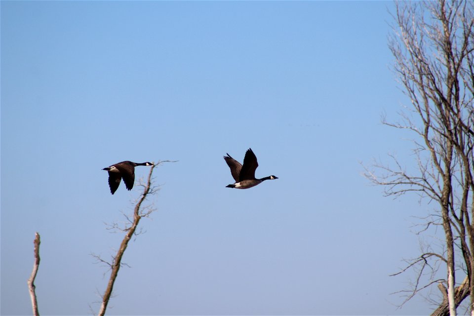Canada Geese Flying Owens Bay Lake Andes National Wildlife Refuge South Dakota