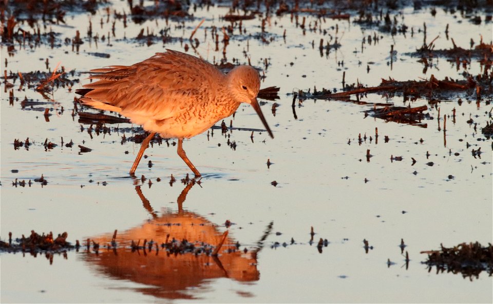 Willet Huron Wetland Management District South Dakota