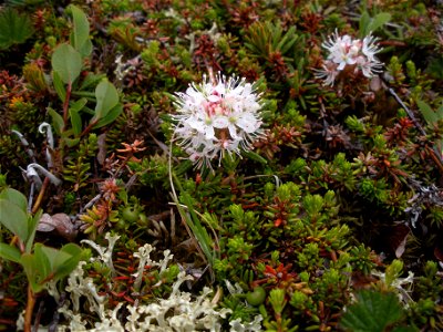 Labrador Tea photo