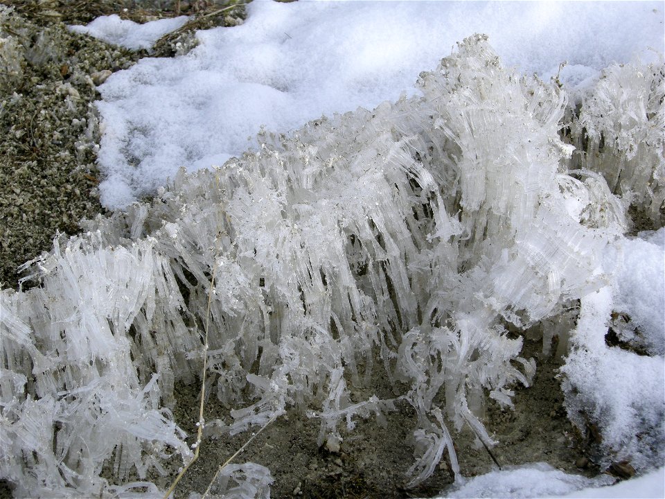 Needle Ice