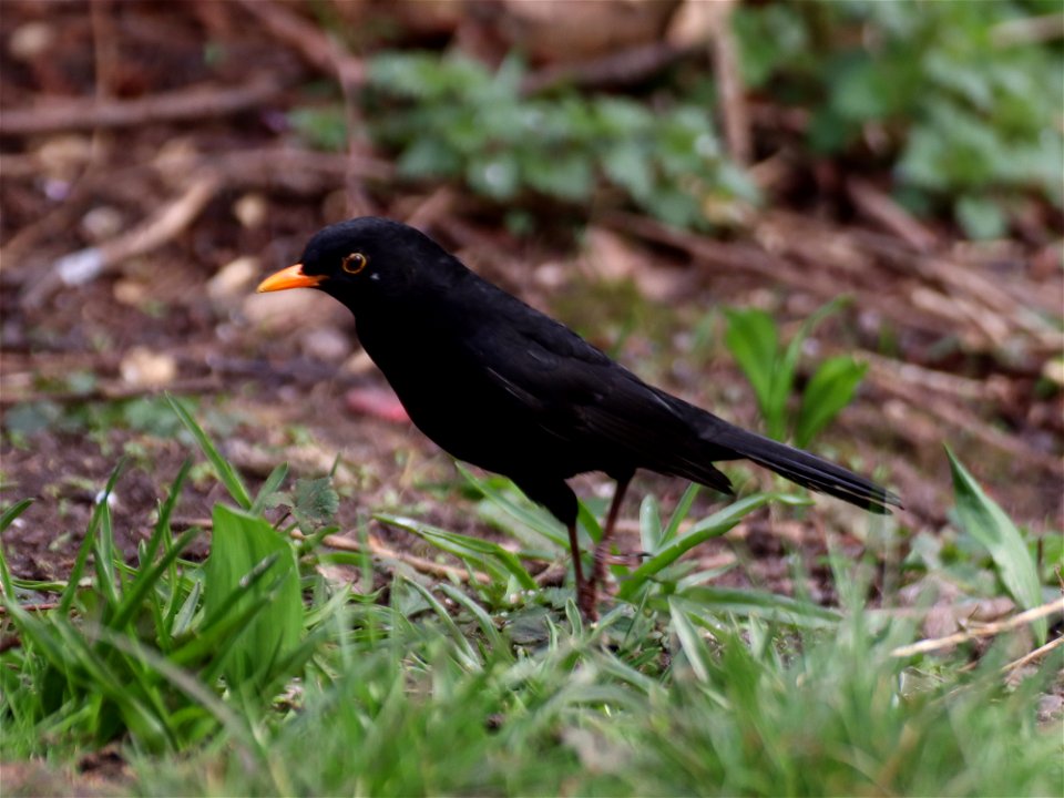 Bouncing Blackbird photo