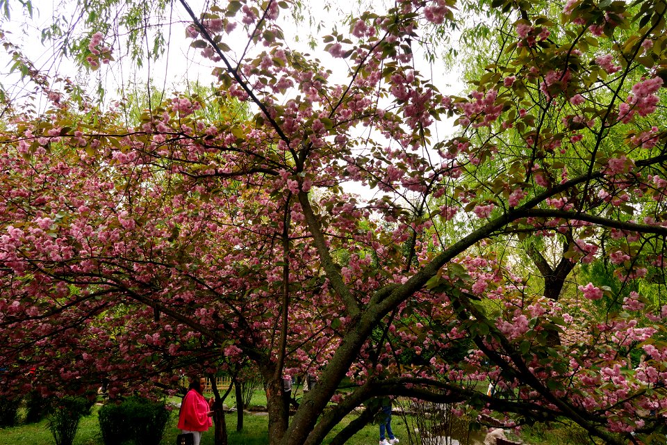 japanes_garden_rain_Herastrau (106)