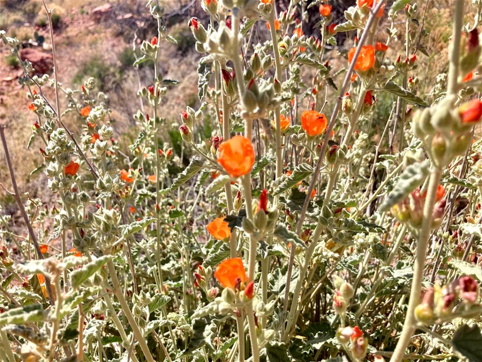 Desert globemallow photo