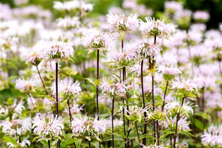 Wild Bergamot