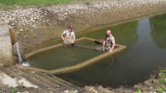 Relocating Rainbow Trout at a Hatchery photo