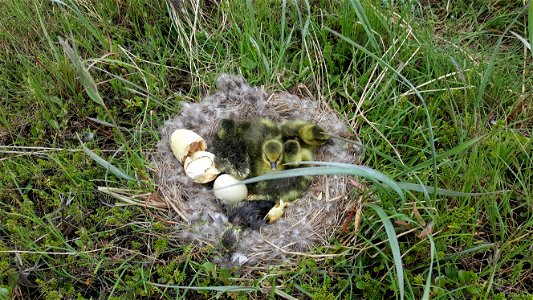 Cackling goose nest photo