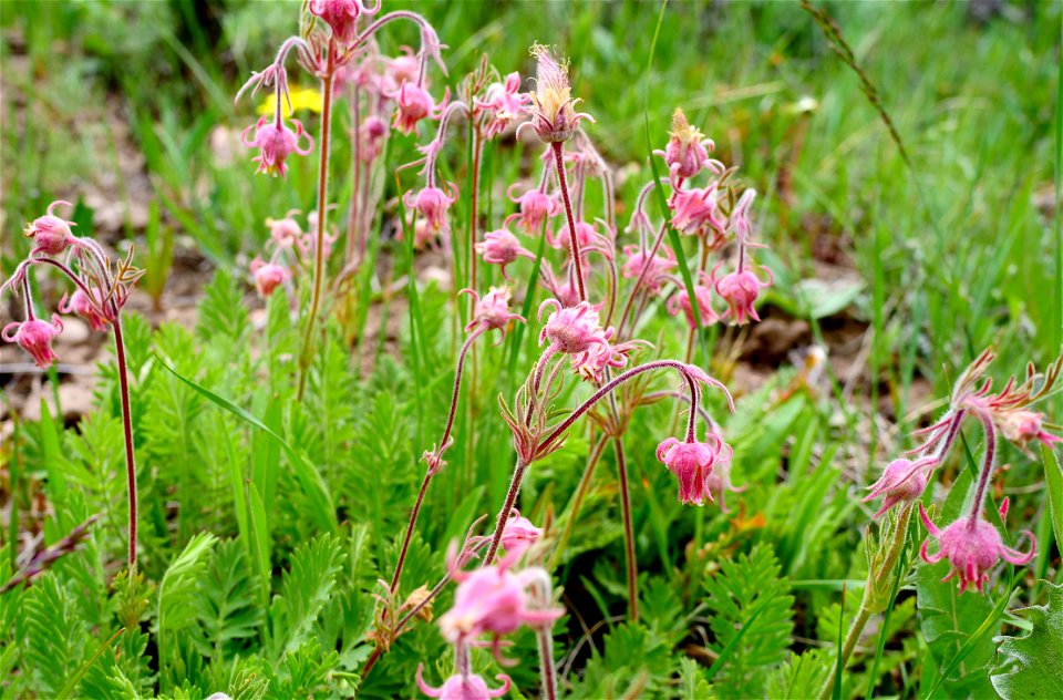 Wildflowers on the National Elk Refuge
