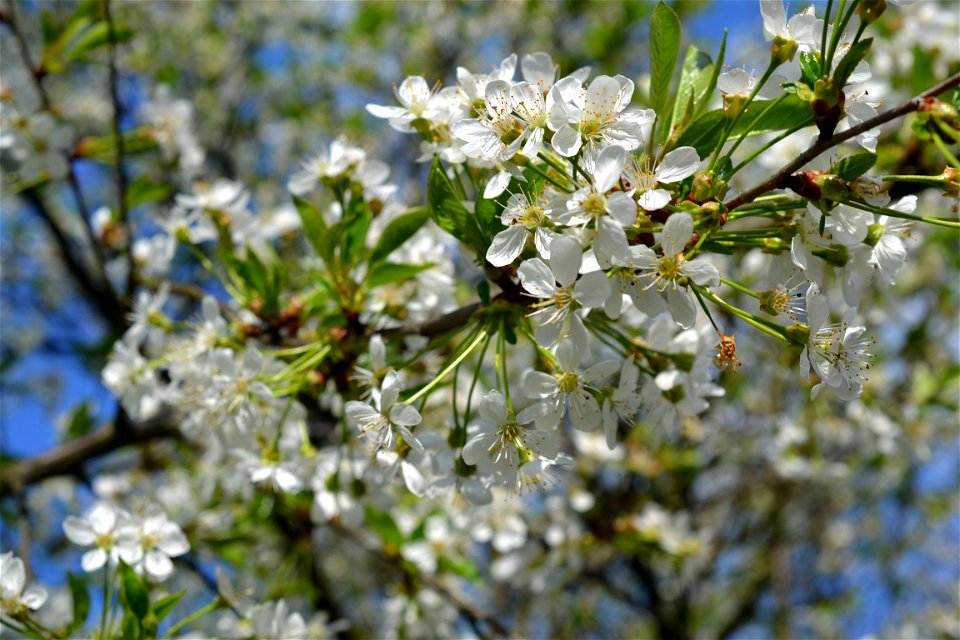 Spring ,April 2023