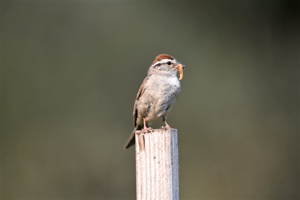 Chipping sparrow photo