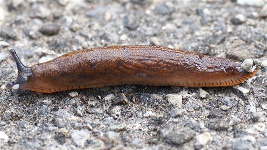 Rote Wegschnecke (Arion rufus) photo