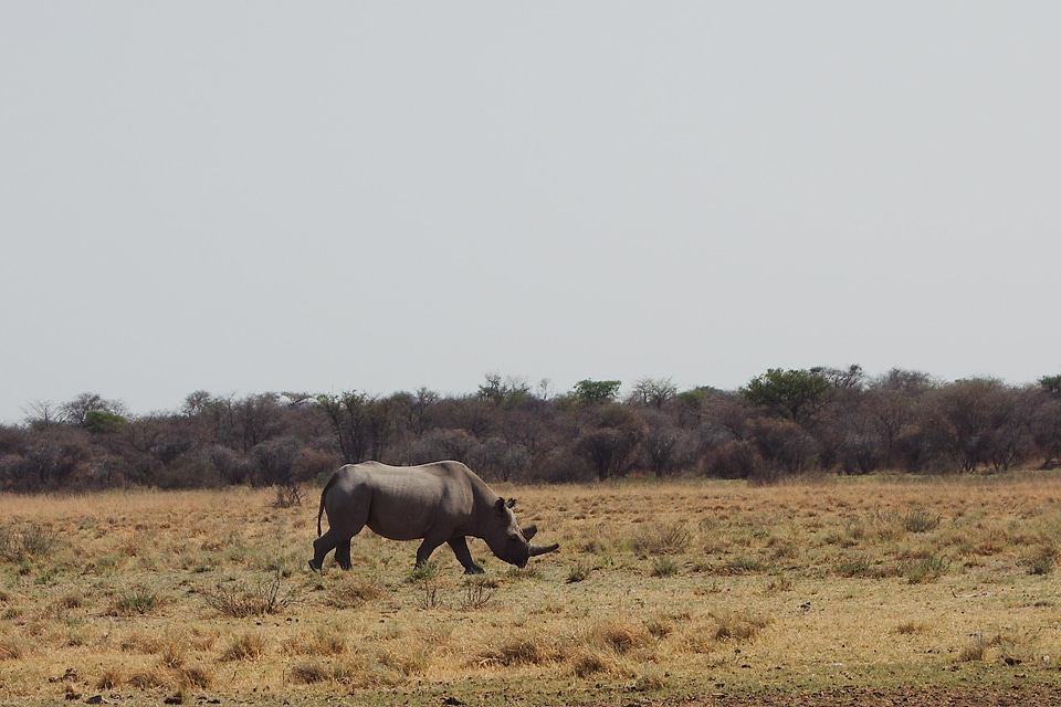 Animal rhino savana