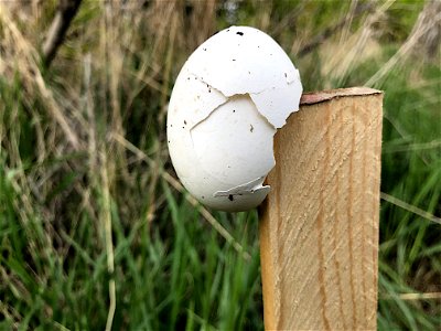 Egg on Post
