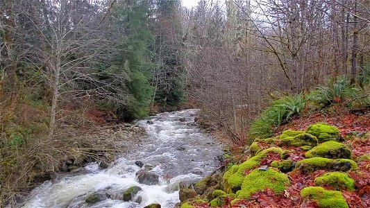 Big Creek near Suiattle River Road, Mt. Baker-Snoqualmie National Forest. Video by Anne Vassar December 9, 2020. photo