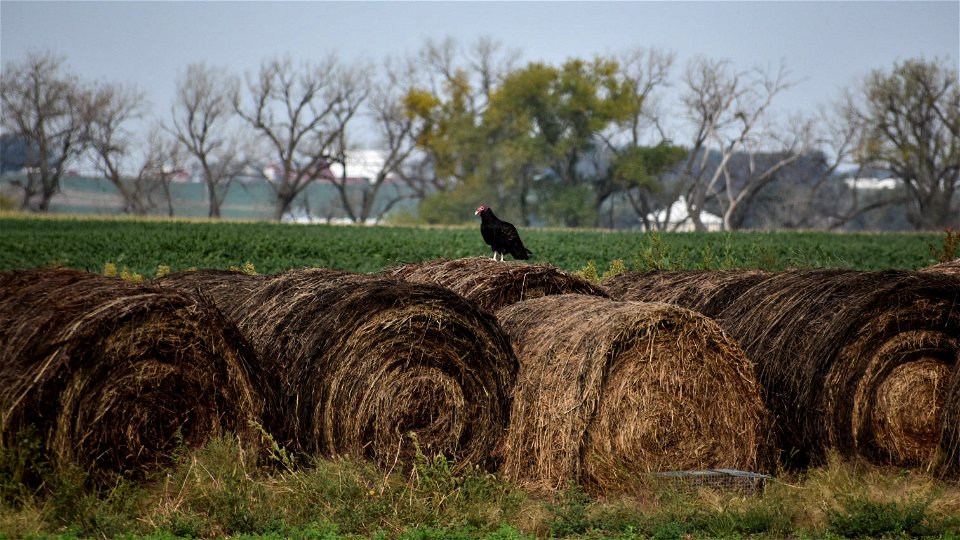 Turkey Vulture Lake Andes Wetland Management District South Dakota photo