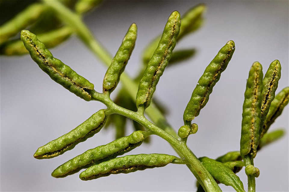 Cryptogramma acrostichoides